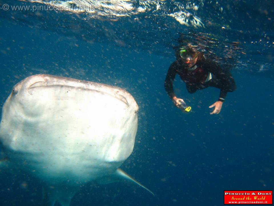 Djibouti - Whale Shark in the Gulf of Aden - 08.jpg